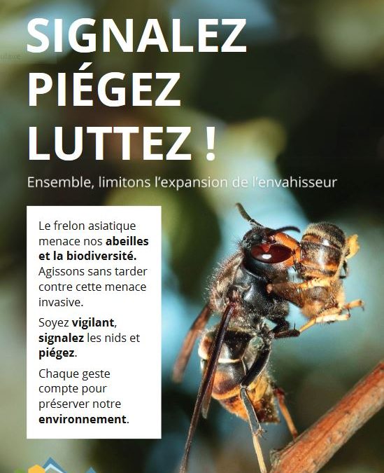 FRELON ASIATIQUE : signalez, piégez, luttez